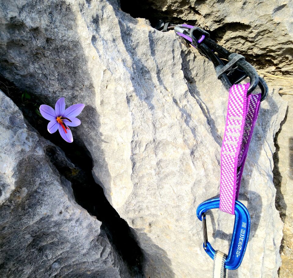 TOTEM CAM 1.00 PURPLE